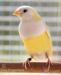 Australian Yellow Gouldian