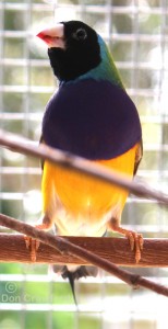 Normal Gouldian Cock Bird