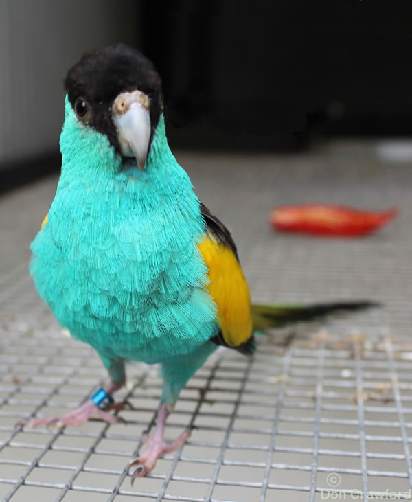 Australian Hooded Parrot