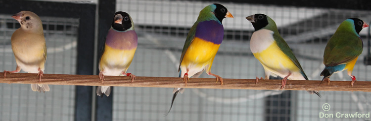Young Lime Split Adults