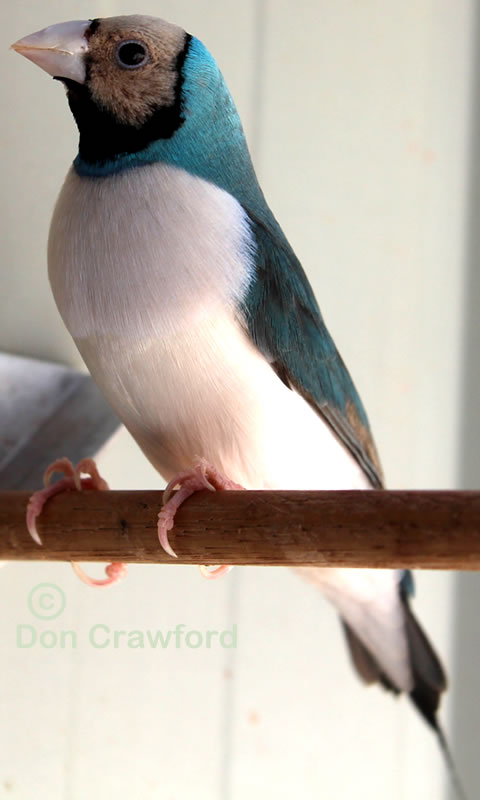 Gouldian Finch Mutations - www.australiangouldian.com