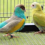 Pair Fallow Hooded Parrots