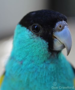 Hooded Parrot