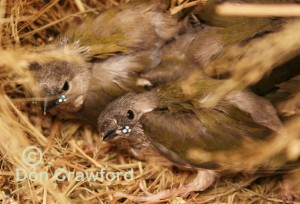 Lime Gouldian Babies