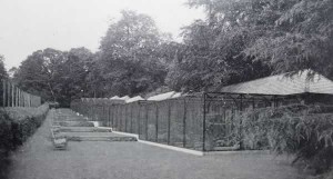 Aviaries with wrought iron flights in a Surrey (England) garden.