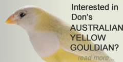 www.australiangouldian.com | Don Crawford, Northern NSW breeder of the