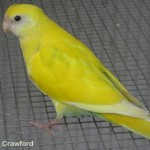 Hooded Parrot - Yellow Hen