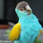 Hooded parrot cock