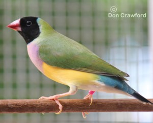 Normal Gouldian Hen