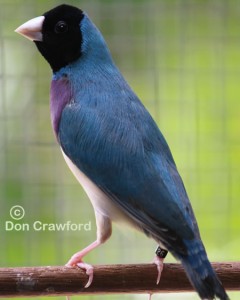 Purple fronted Blue Gouldian