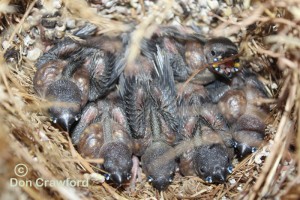 Young Gouldians in nest