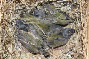 Young Gouldians in nest