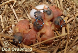 Just Hatched 2015