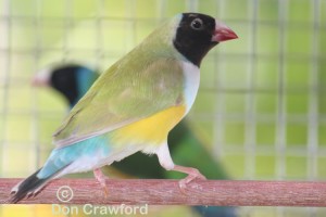 White Fronted Lime hen