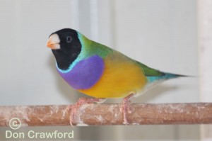 Normal Gouldian Cock