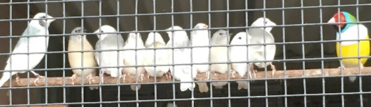 Hen on left with young juveniles and cock far right