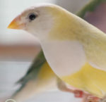 Australian Yellow Gouldian Finch