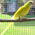 Clear Yellow Pied