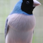 White fronted Blue Gouldian