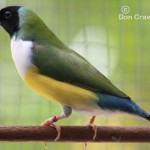 Normal White fronted Gouldian Hen