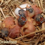 Just Hatched 2015